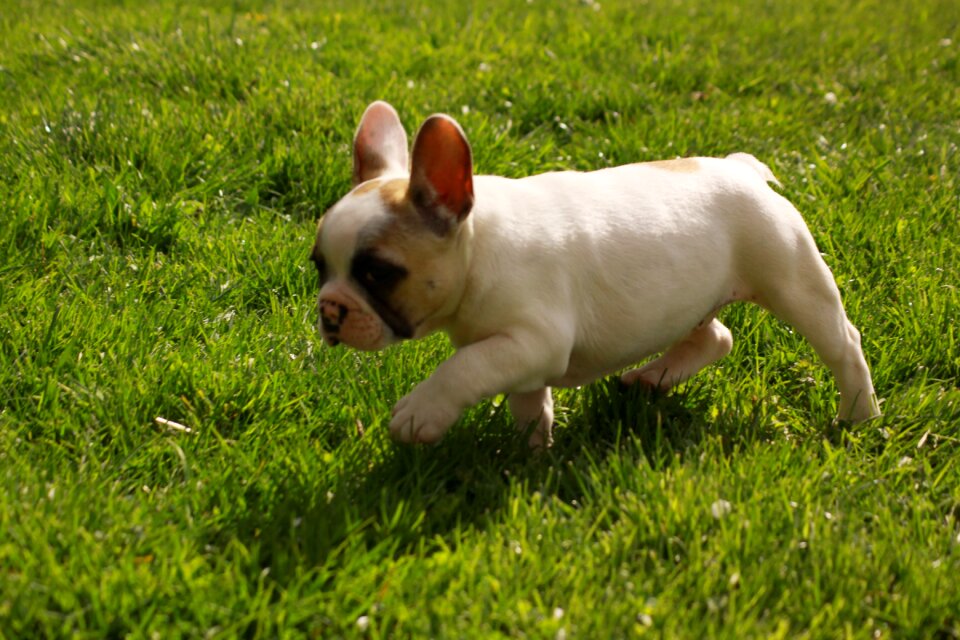 Dog bulldog from the fichtelgebirge court