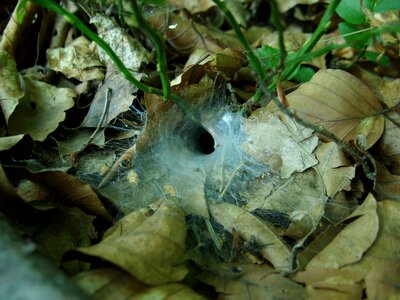 Foliage forest litter macro
