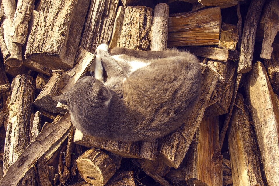 Wood animal