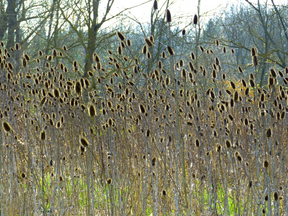 Dipsacus fullonum rough thistle wool thistle