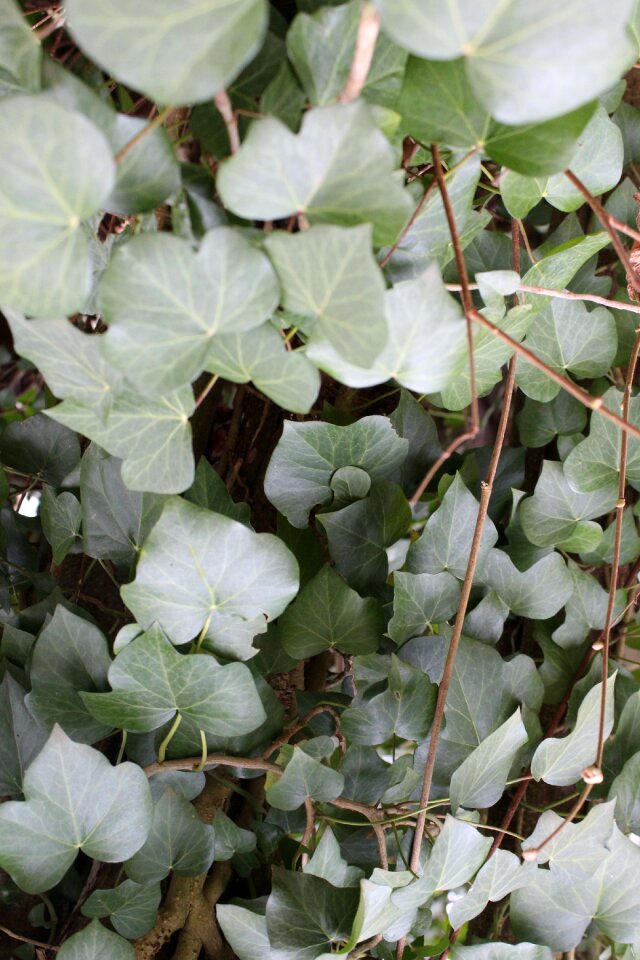 Climber plant leaf tree