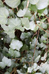 Climber plant leaf tree