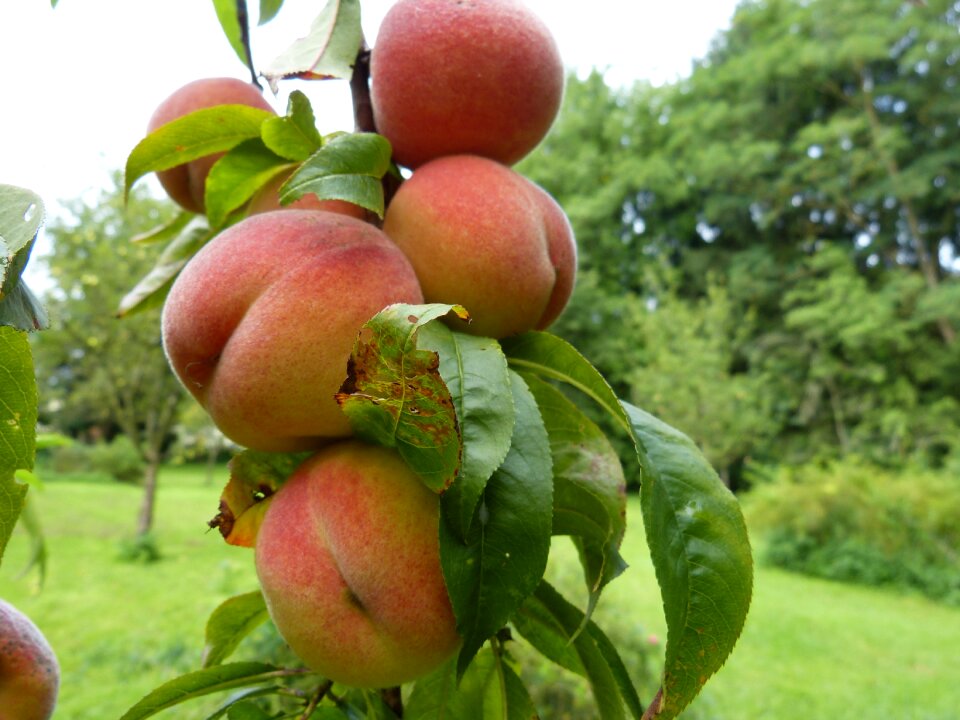Fruit stone fruit prunus persica