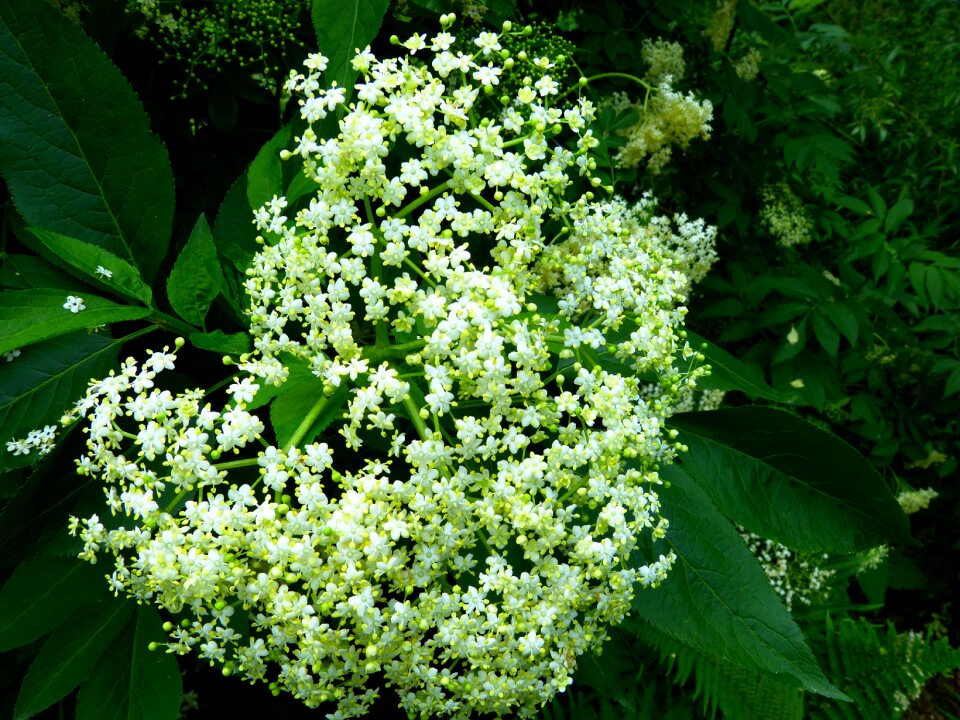 White inflorescences elder