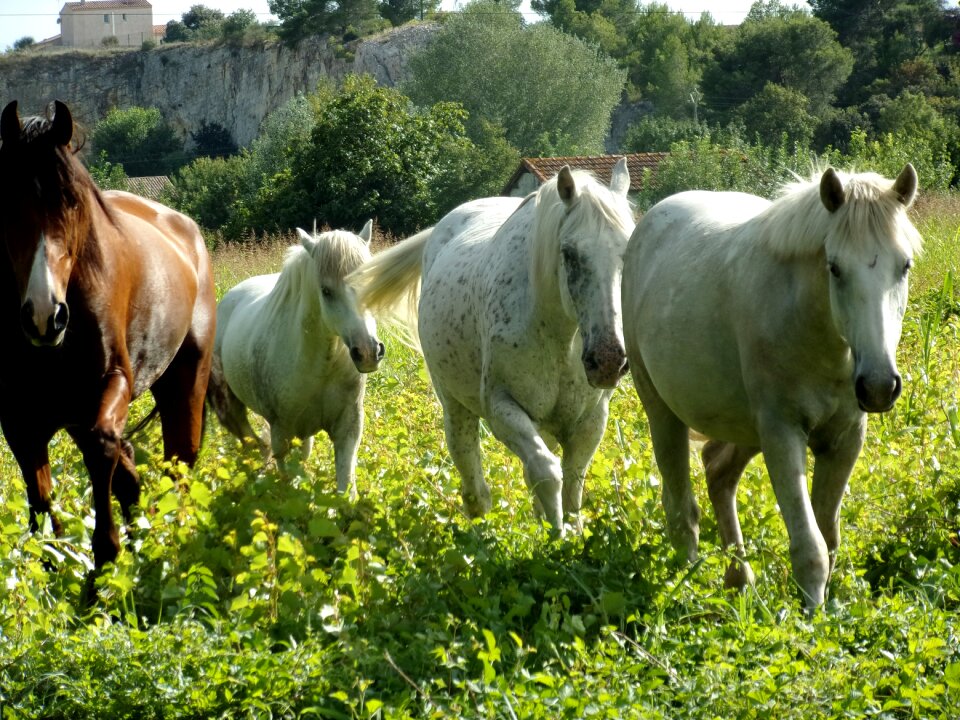 Animals horseback riding herd