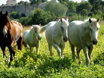 Animals horseback riding herd photo