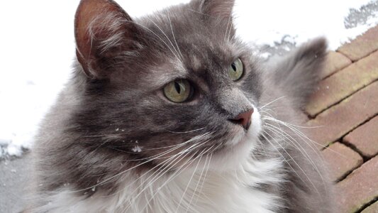 Animals fur domestic cat
