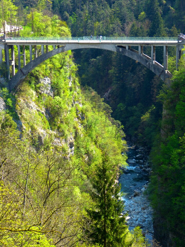 Gorge abyss forest