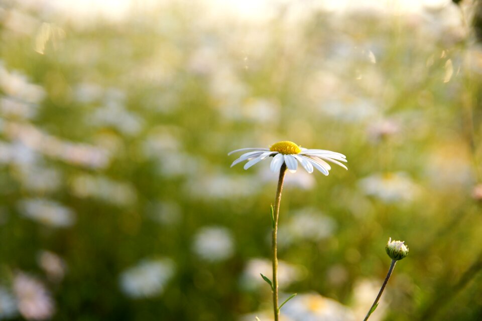 Plants nature cosmos