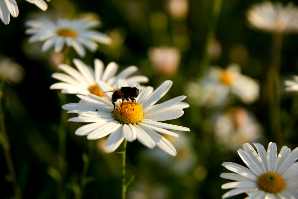 Pink yellow flowers and bees