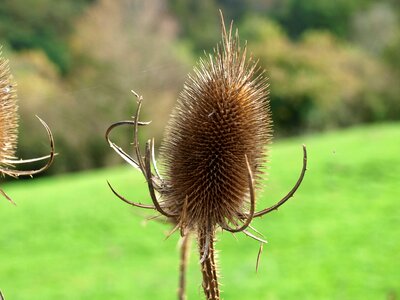 Hawthorn plant skewer