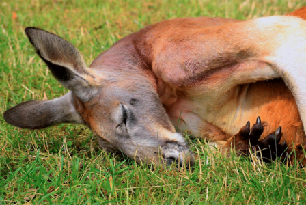 Marsupial wildlife