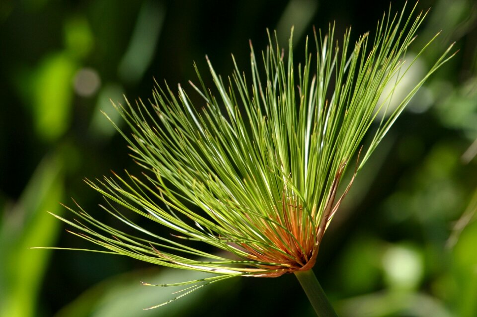 Flowers canary islands la reptiles
