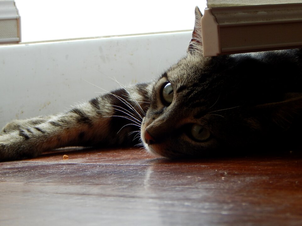Pet cat rest