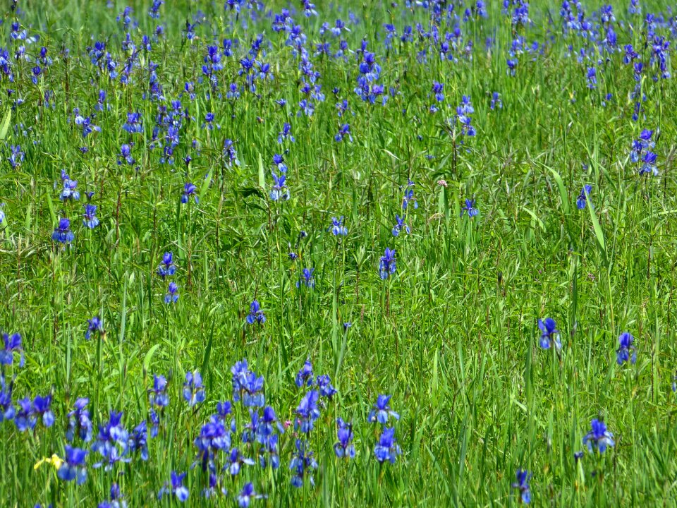 Blue flowers blütenmeer