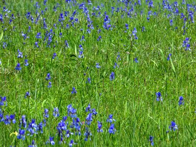 Blue flowers blütenmeer photo