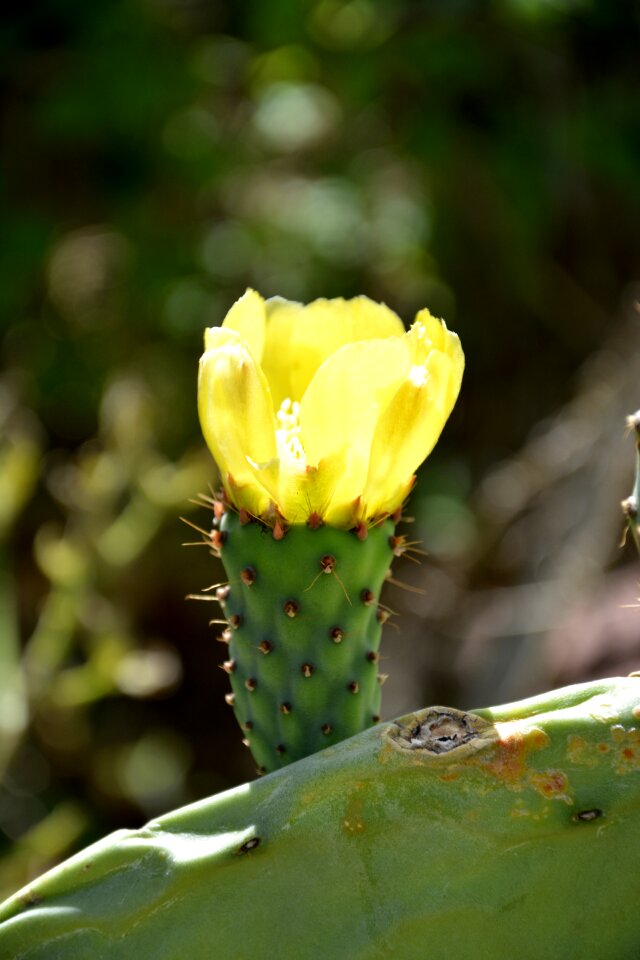 Cactus flower cacti thorny plant