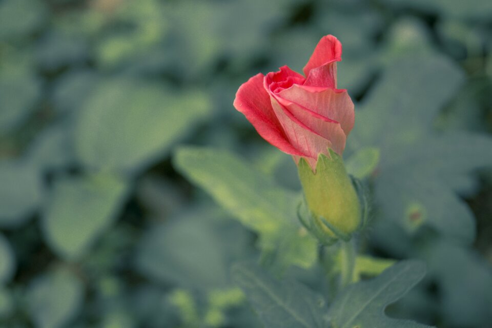 Flower macro japanese