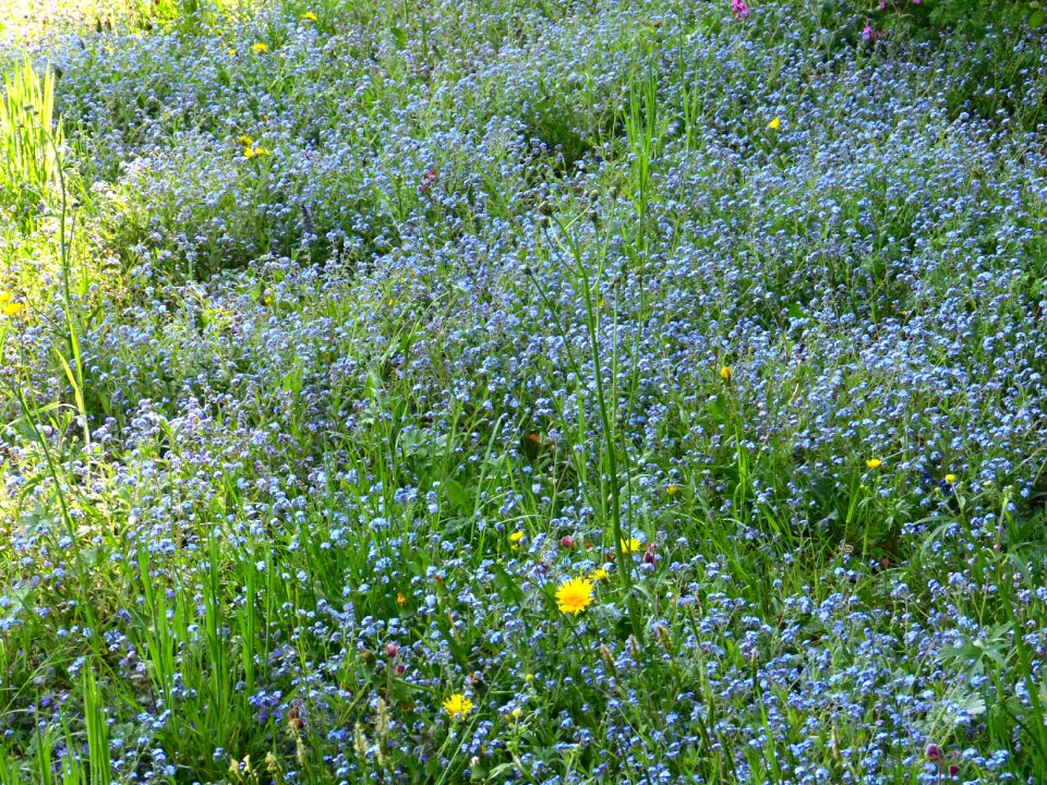Boraginaceae pointed flower meadow