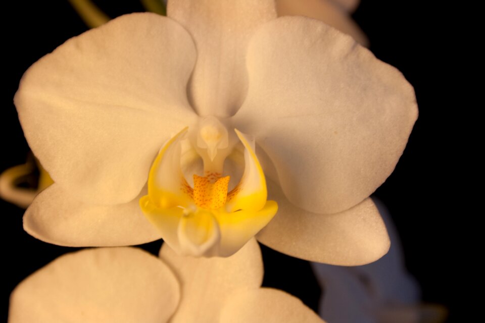 Bloom flower close up