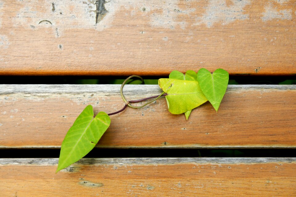 Love nature leaves