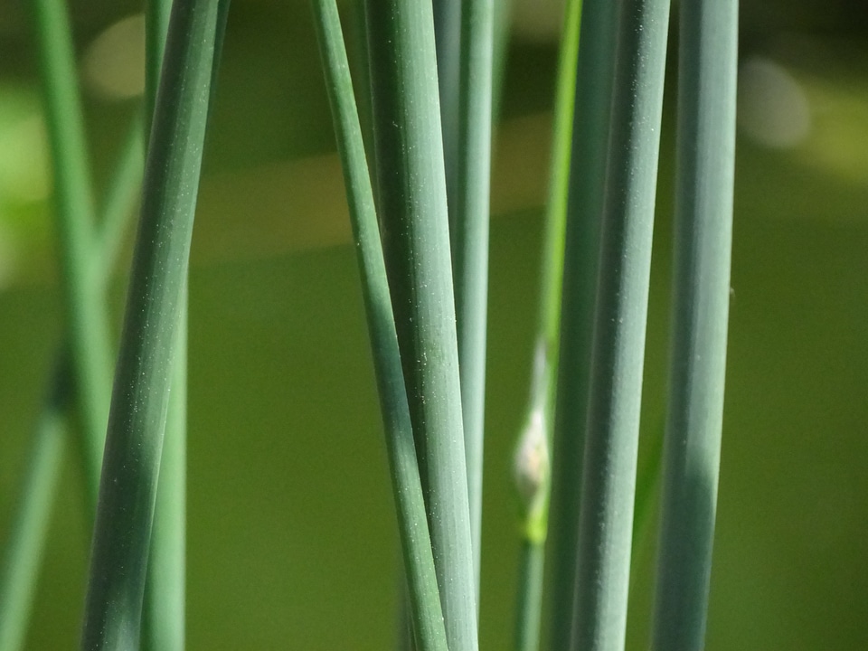 Teichschachtelhalm marsh plant green