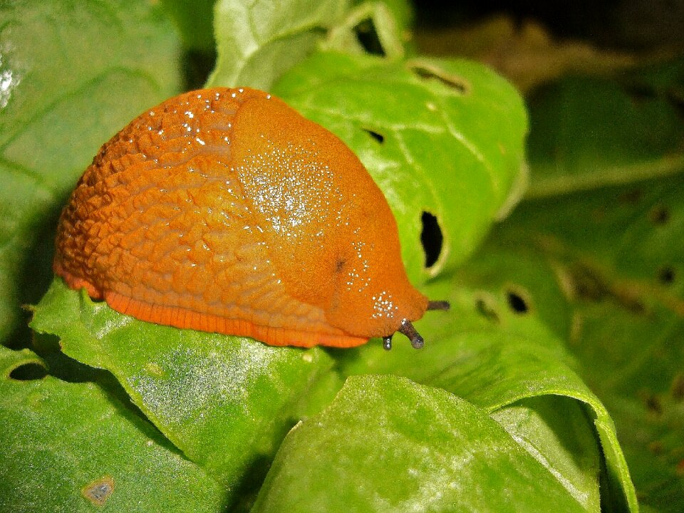 Snail animals mollusk
