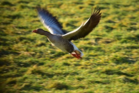 Animal nature plumage