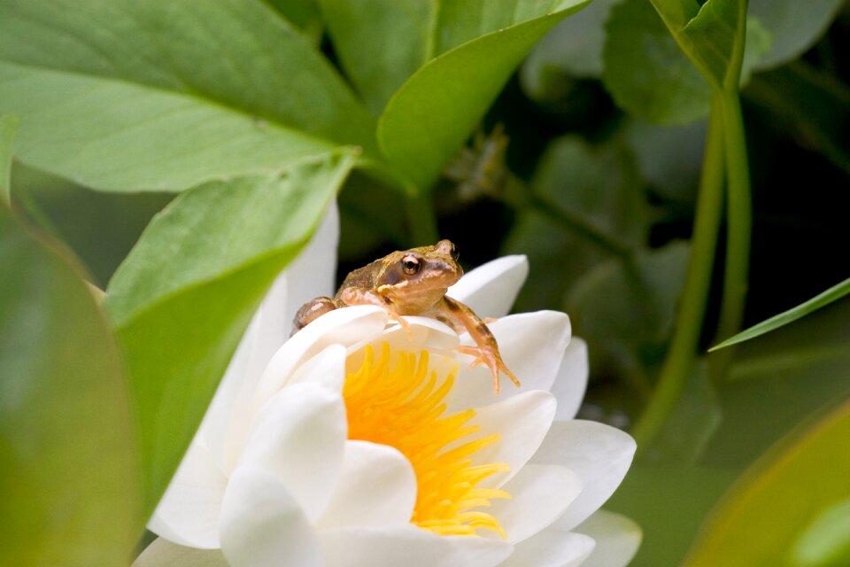 Seeds water lily natural