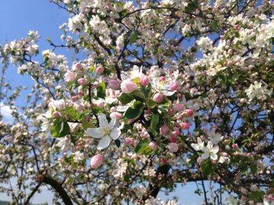 Spring pink pink flower photo