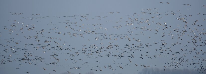 Swarm wild geese flying