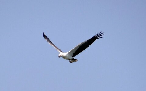 Raptor bird wildlife