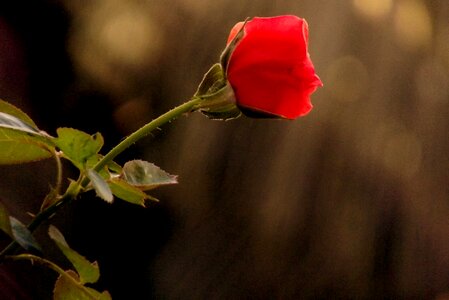 Nature blossom petal