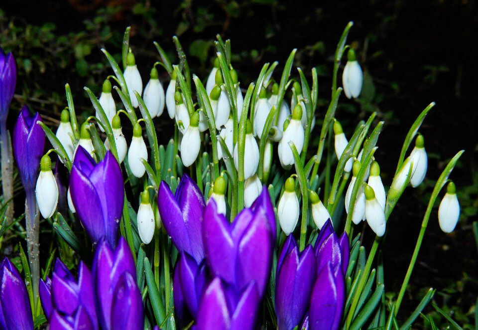 Crocus winter blue