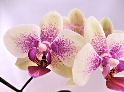 Pink winter orchid