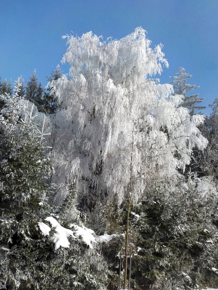 Sun hoarfrost winter