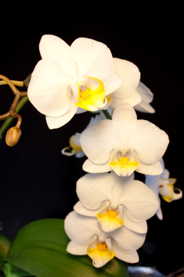 Bloom flower close up