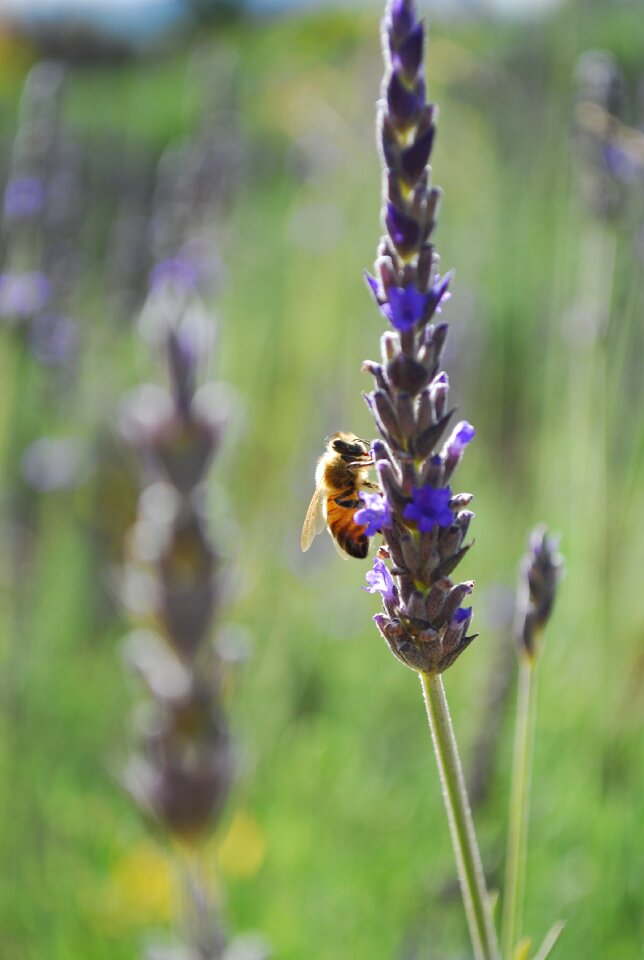 Summer nature insect