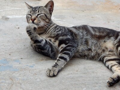 Pet cat thinking