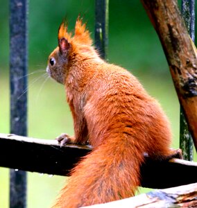 Nature creature mammal