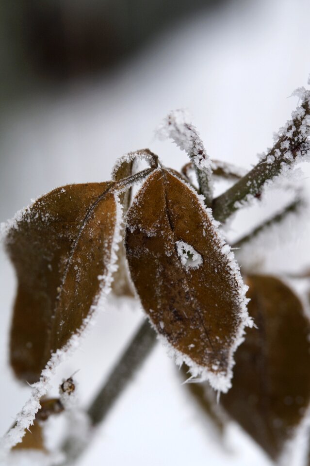 Hoarfrost leaves winter