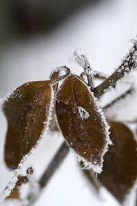 Hoarfrost leaves winter
