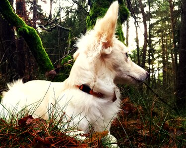 Forest observing