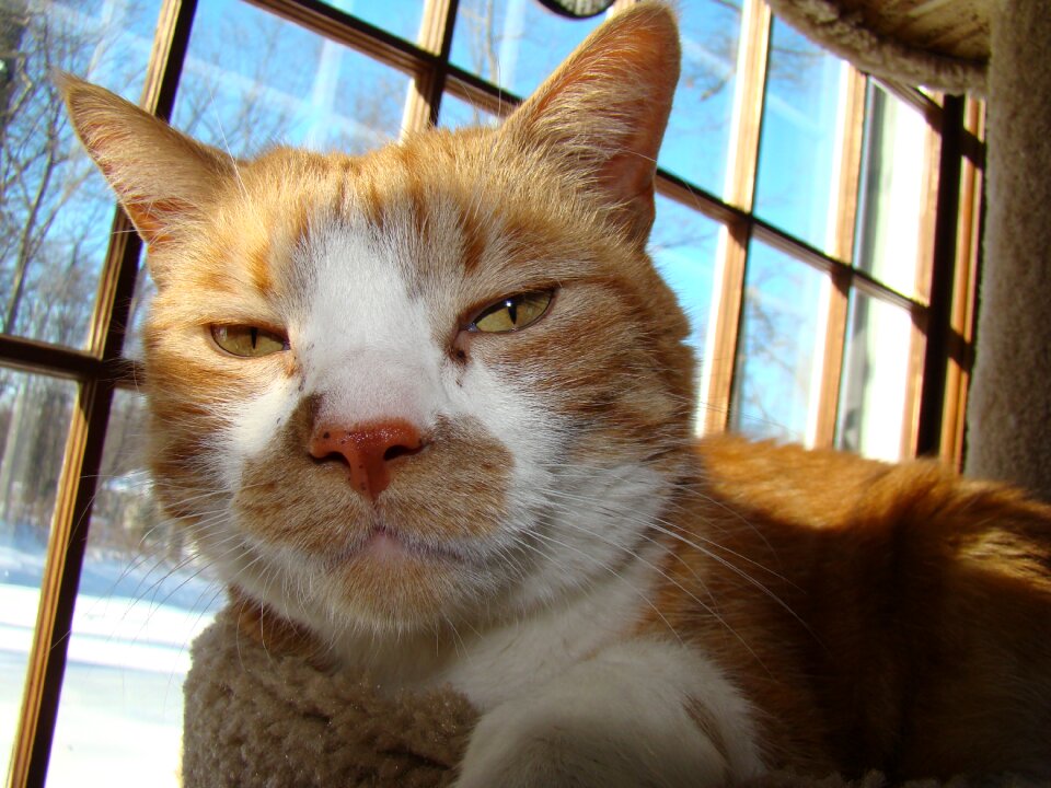 Domestic fur kitty