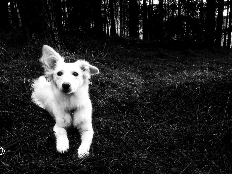 Forest monochrome