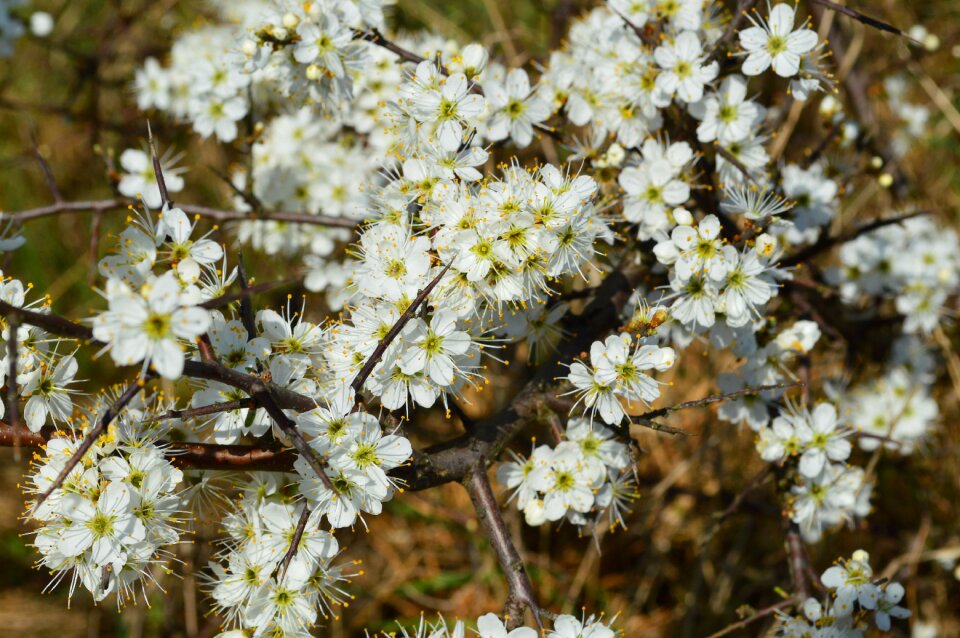 Flower cherry spring