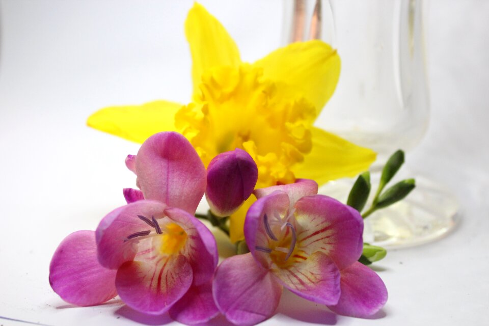 Narcissus color yellow