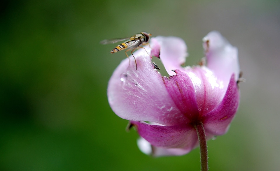 Syrphus fly animal insect