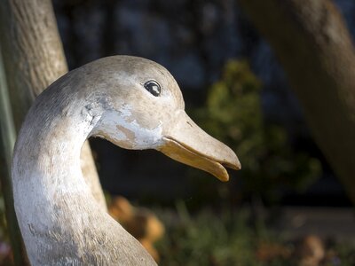 Close up spring duck