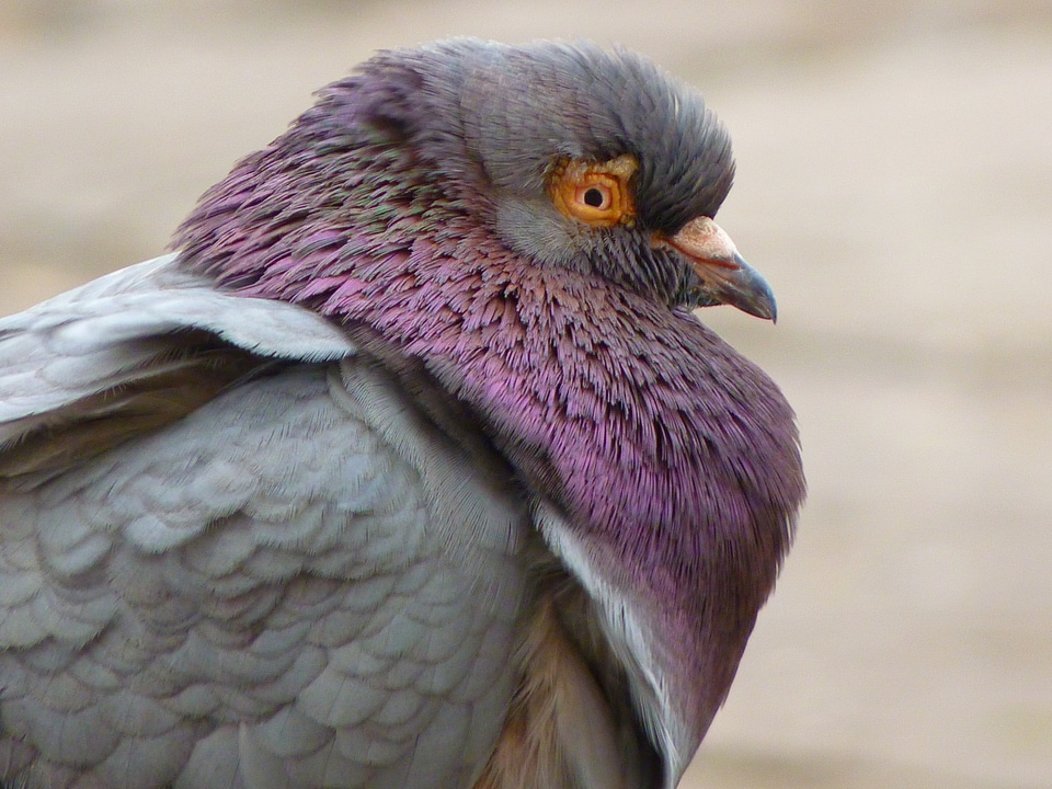 Bird aufplustern cold photo